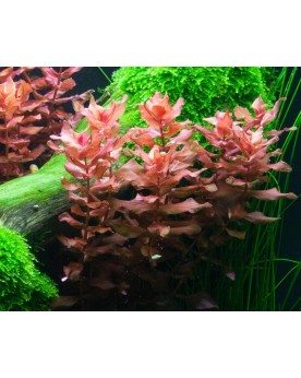 Rotala macrandra